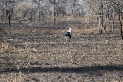 DSC_3436 (Large).JPG